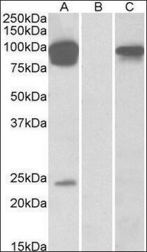 Anti-TRPV3 antibody produced in goat affinity isolated antibody, buffered aqueous solution