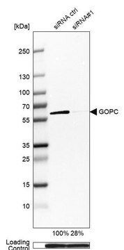 Anti-GOPC antibody produced in rabbit Prestige Antibodies&#174; Powered by Atlas Antibodies, affinity isolated antibody, buffered aqueous glycerol solution