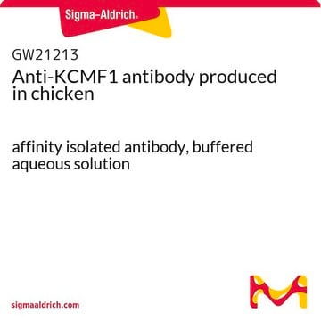 Anti-KCMF1 antibody produced in chicken affinity isolated antibody, buffered aqueous solution