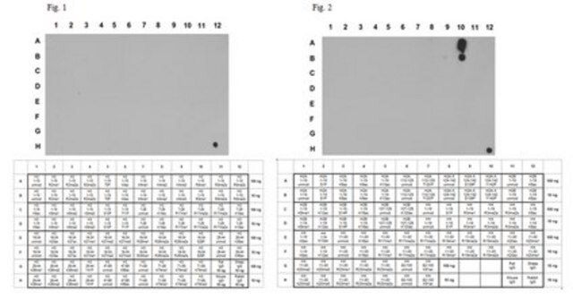 Anti-phospho Histone H2A.X Antibody (Tyr142) from rabbit, purified by affinity chromatography