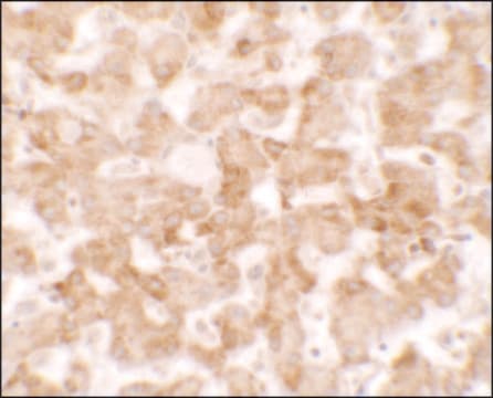 Anti-TMEM135 antibody produced in rabbit affinity isolated antibody, buffered aqueous solution