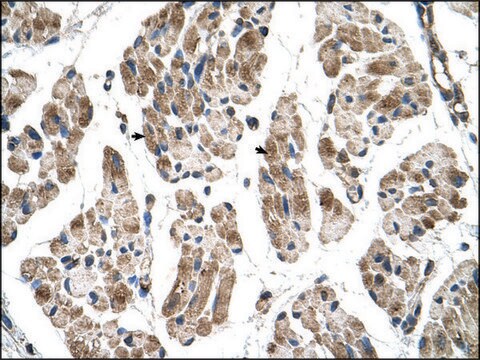 Anti-ITGB1BP2 antibody produced in rabbit IgG fraction of antiserum