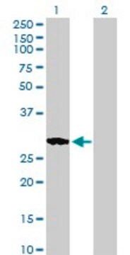 Anti-RASL11B antibody produced in mouse purified immunoglobulin, buffered aqueous solution