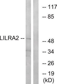 Anti-LILRA2 antibody produced in rabbit affinity isolated antibody