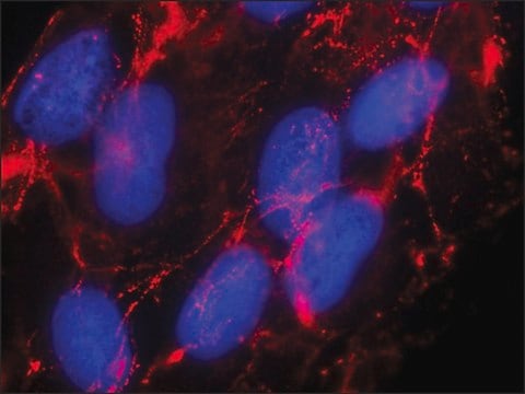 Anti-Fibronectin antibody, Mouse monoclonal clone IST-3, purified from hybridoma cell culture