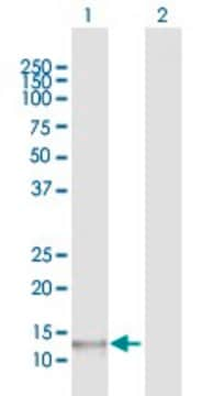 Anti-POLR1D antibody produced in rabbit purified immunoglobulin, buffered aqueous solution