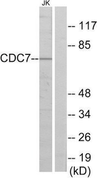 Anti-CDC7 antibody produced in rabbit affinity isolated antibody