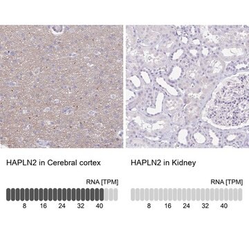 Anti-HAPLN2 antibody produced in rabbit Prestige Antibodies&#174; Powered by Atlas Antibodies, affinity isolated antibody, buffered aqueous glycerol solution