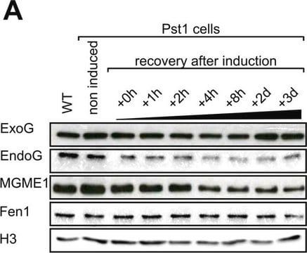 Anti-MGME1 antibody produced in rabbit Prestige Antibodies&#174; Powered by Atlas Antibodies, affinity isolated antibody, buffered aqueous glycerol solution