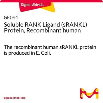 Soluble RANK Ligand (sRANKL) Protein, Recombinant human The recombinant human sRANKL protein is produced in E. Coli.