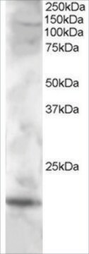 Anti-Cystatin F/CMAP antibody produced in goat affinity isolated antibody, buffered aqueous solution