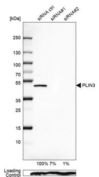 Anti-PLIN3 antibody produced in rabbit Prestige Antibodies&#174; Powered by Atlas Antibodies, affinity isolated antibody, buffered aqueous glycerol solution