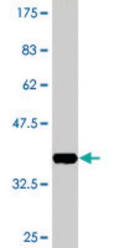 Monoclonal Anti-BMP5 antibody produced in mouse clone 1G6, purified immunoglobulin, buffered aqueous solution