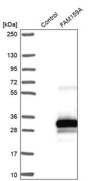 Anti-FAM159A antibody produced in rabbit Prestige Antibodies&#174; Powered by Atlas Antibodies, affinity isolated antibody, buffered aqueous glycerol solution