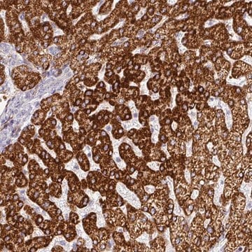 Anti-PRODH2 antibody produced in rabbit Prestige Antibodies&#174; Powered by Atlas Antibodies, affinity isolated antibody, buffered aqueous glycerol solution