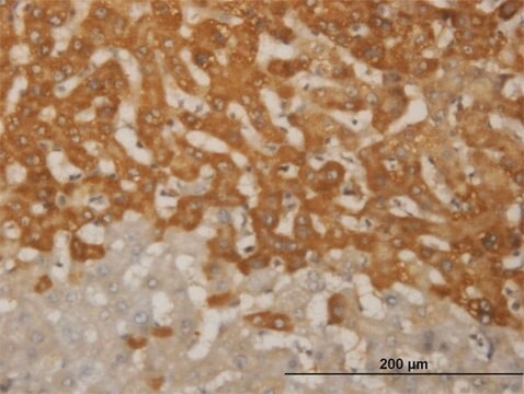 ANTI-FOXO1A antibody produced in mouse clone 4A10, purified immunoglobulin, buffered aqueous solution