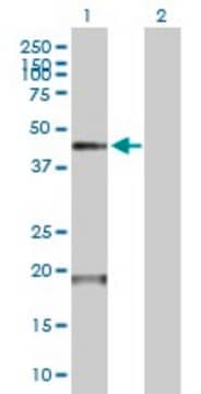 Anti-TMPRSS11D antibody produced in mouse purified immunoglobulin, buffered aqueous solution