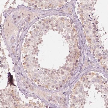 Anti-DLX6 antibody produced in rabbit Prestige Antibodies&#174; Powered by Atlas Antibodies, affinity isolated antibody, buffered aqueous glycerol solution