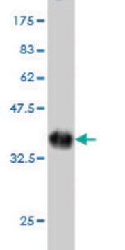 Monoclonal Anti-CYorf15B antibody produced in mouse clone 2F5, purified immunoglobulin, buffered aqueous solution