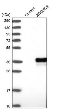 Anti-ZCCHC9 antibody produced in rabbit Prestige Antibodies&#174; Powered by Atlas Antibodies, affinity isolated antibody, buffered aqueous glycerol solution