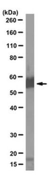 Anti-Suv4&#8211;20h2 Antibody, clone 6B9 clone 6B9, from rat