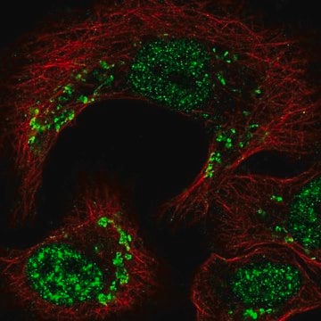 Anti-TRIP11 antibody produced in rabbit Prestige Antibodies&#174; Powered by Atlas Antibodies, affinity isolated antibody