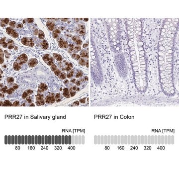 Anti-PRR27 antibody produced in rabbit Prestige Antibodies&#174; Powered by Atlas Antibodies, affinity isolated antibody, buffered aqueous glycerol solution