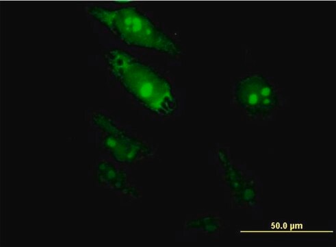 Monoclonal Anti-TGIF2, (C-terminal) antibody produced in mouse clone 6A8, purified immunoglobulin, buffered aqueous solution