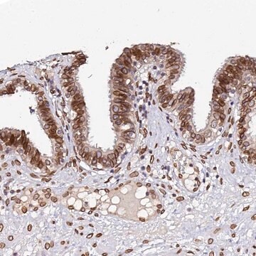 Anti-ANAPC5 antibody produced in rabbit Prestige Antibodies&#174; Powered by Atlas Antibodies, affinity isolated antibody, buffered aqueous glycerol solution