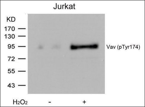 Anti-phospho-VAV1 (pTyr174) antibody produced in rabbit affinity isolated antibody