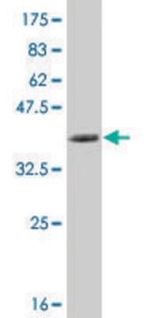 Monoclonal Anti-NFKBIB antibody produced in mouse clone 2B11, purified immunoglobulin, buffered aqueous solution