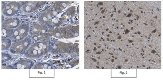 Anti-p67-phox (not Human) Antibody from rabbit, purified by affinity chromatography