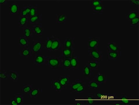 Monoclonal Anti-DDX41 antibody produced in mouse clone 2F4, purified immunoglobulin, buffered aqueous solution