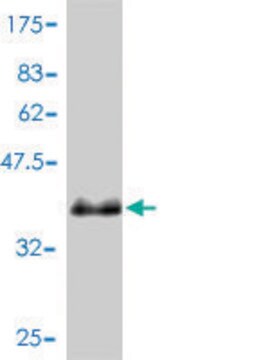 Monoclonal Anti-PSENEN antibody produced in mouse clone 1C12-G5, purified immunoglobulin, buffered aqueous solution