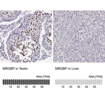 Anti-MRGBP antibody produced in rabbit Prestige Antibodies&#174; Powered by Atlas Antibodies, affinity isolated antibody, buffered aqueous glycerol solution