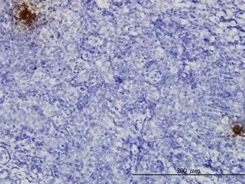 Monoclonal Anti-TFPI2 antibody produced in mouse clone 3E8, purified immunoglobulin, buffered aqueous solution