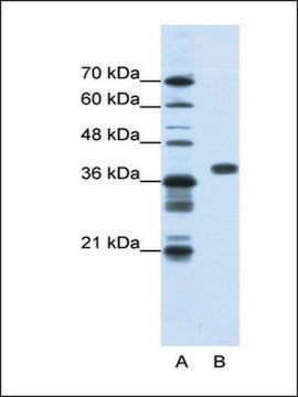 Anti-PCBP1 antibody produced in rabbit IgG fraction of antiserum