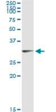 Monoclonal Anti-OLIG1 antibody produced in mouse clone 3E3, purified immunoglobulin, buffered aqueous solution