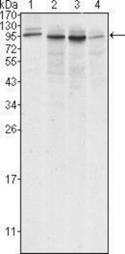 Monoclonal Anti-CANX antibody produced in mouse clone 3H4A7, ascites fluid