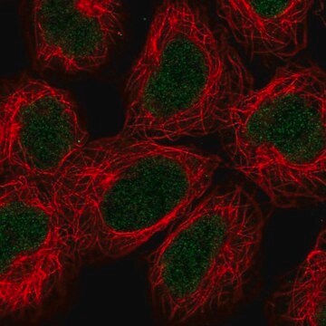 Anti-ALKBH2 antibody produced in rabbit Prestige Antibodies&#174; Powered by Atlas Antibodies, affinity isolated antibody