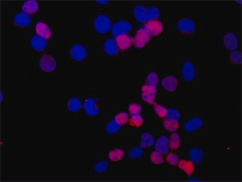 Anti-Raver1 (C-terminal) antibody produced in rabbit IgA fraction of antiserum