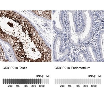 Anti-CRISP2 antibody produced in rabbit Prestige Antibodies&#174; Powered by Atlas Antibodies, affinity isolated antibody, buffered aqueous glycerol solution