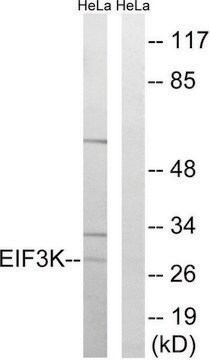 Anti-EIF3K antibody produced in rabbit affinity isolated antibody