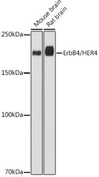 Anti-ErbB4/HER4 Antibody, clone 8E5D0, Rabbit Monoclonal