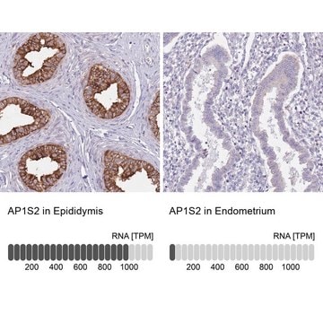 Anti-AP1S2 antibody produced in rabbit Prestige Antibodies&#174; Powered by Atlas Antibodies, affinity isolated antibody, buffered aqueous glycerol solution