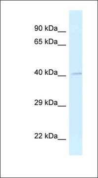 Anti-GRASP antibody produced in rabbit affinity isolated antibody