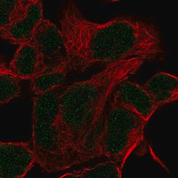 Anti-HOXD11 antibody produced in rabbit Prestige Antibodies&#174; Powered by Atlas Antibodies, affinity isolated antibody