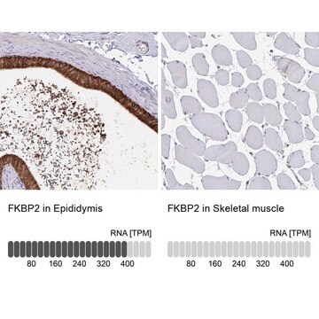 Anti-FKBP2 antibody produced in rabbit Prestige Antibodies&#174; Powered by Atlas Antibodies, affinity isolated antibody, buffered aqueous glycerol solution