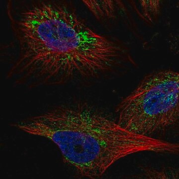 Anti-TMEM141 antibody produced in rabbit Prestige Antibodies&#174; Powered by Atlas Antibodies, affinity isolated antibody