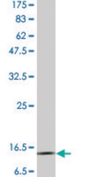 Monoclonal Anti-CST3 antibody produced in mouse clone 1H4, purified immunoglobulin, buffered aqueous solution